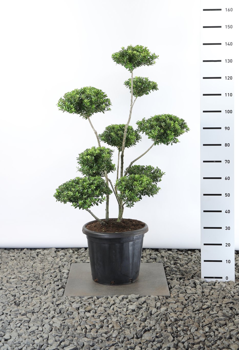 Ilex maximowicziana kanehirae - 100-125 CM Multiplateau EXTRA in Cont.